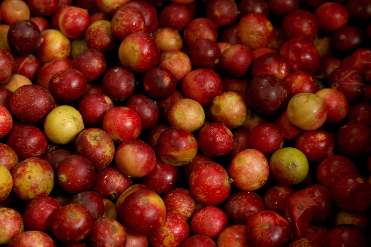 Camu camu fruit from the Peruvian Amazon