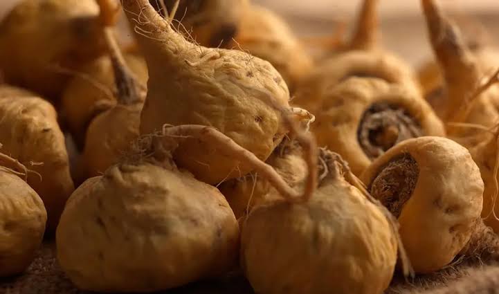 Maca roots from the Peruvian Andes