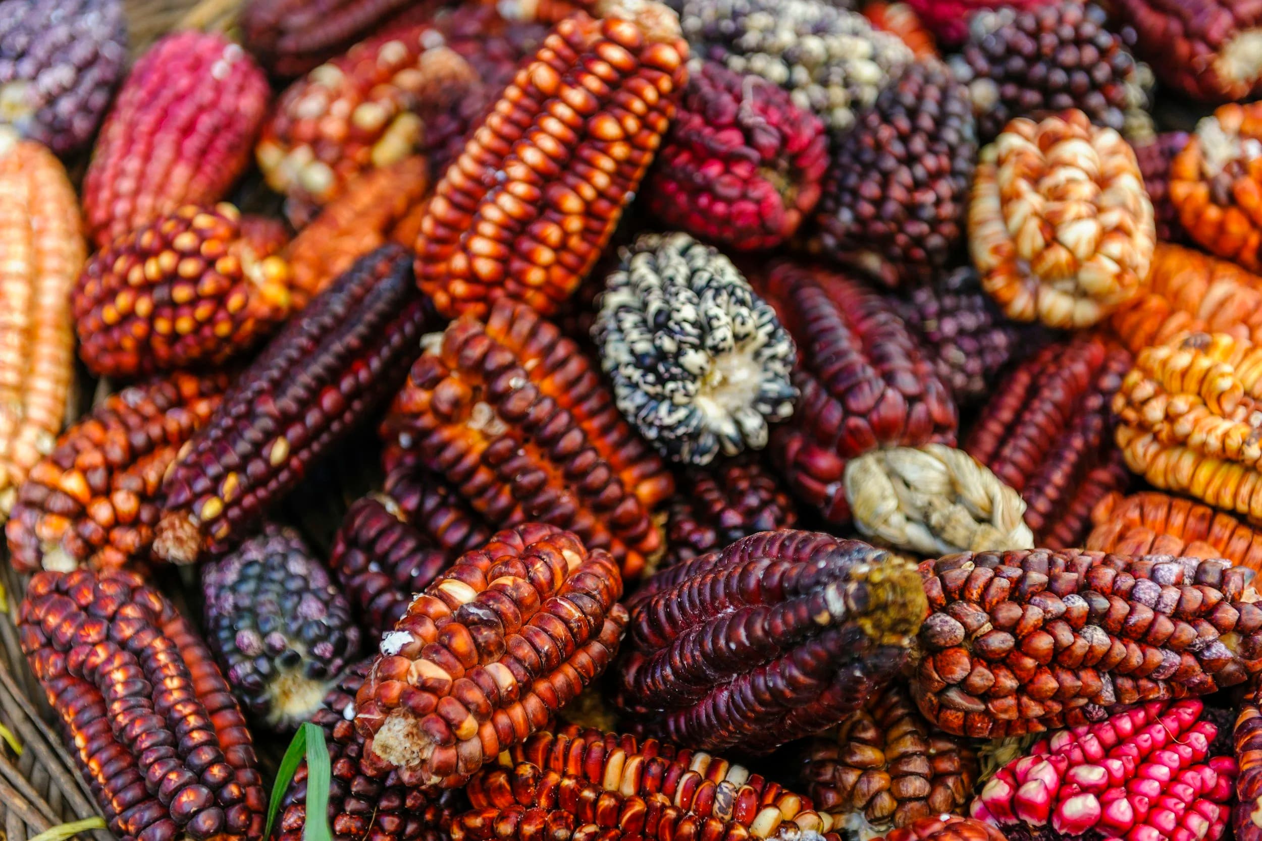 Colorful varieties of Andean corn