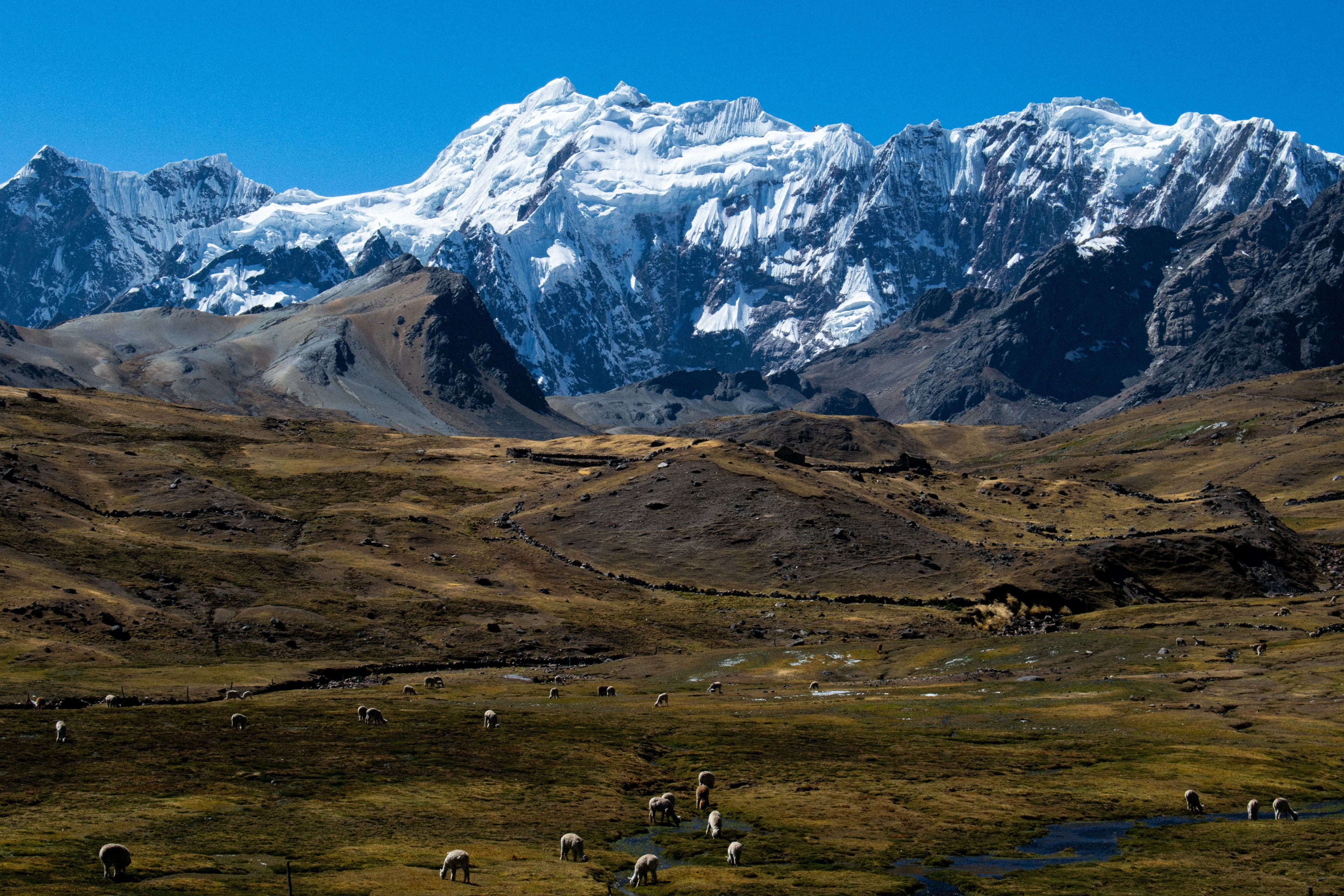 Snow-capped Peruvian Andes above highland pastures